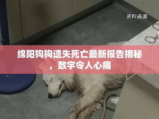 绵阳狗狗遗失死亡最新报告揭秘,数字令人心痛