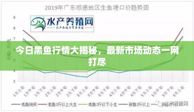 今日黑鱼行情大揭秘,最新市场动态一网打尽